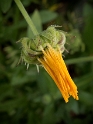 4711 Blume _KA70372-1 Kopie
